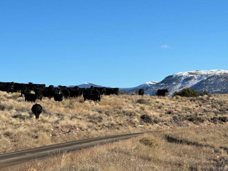 Black cows graze dry grass near a street with mountains in the background.