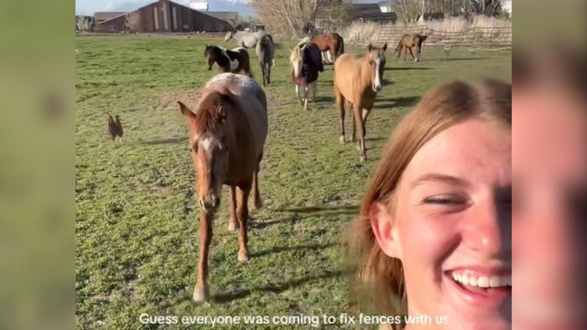 When horse trainers repair fences, the entire crew continues to mark! - Inspiremore