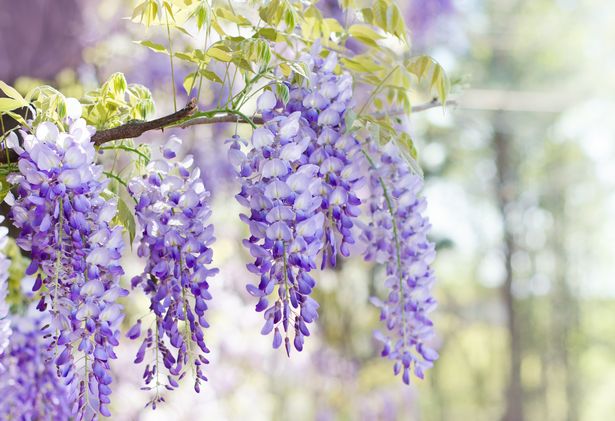 Close up of the smile that blooms in spring