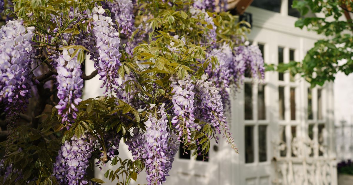 Monty Don urges British households with glycia to do a 6 -inch cutting task in June