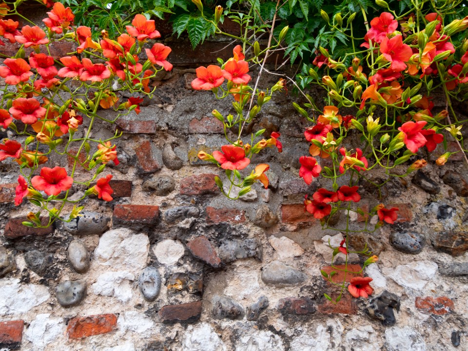 Trumpet vine grows on a stone wall.
