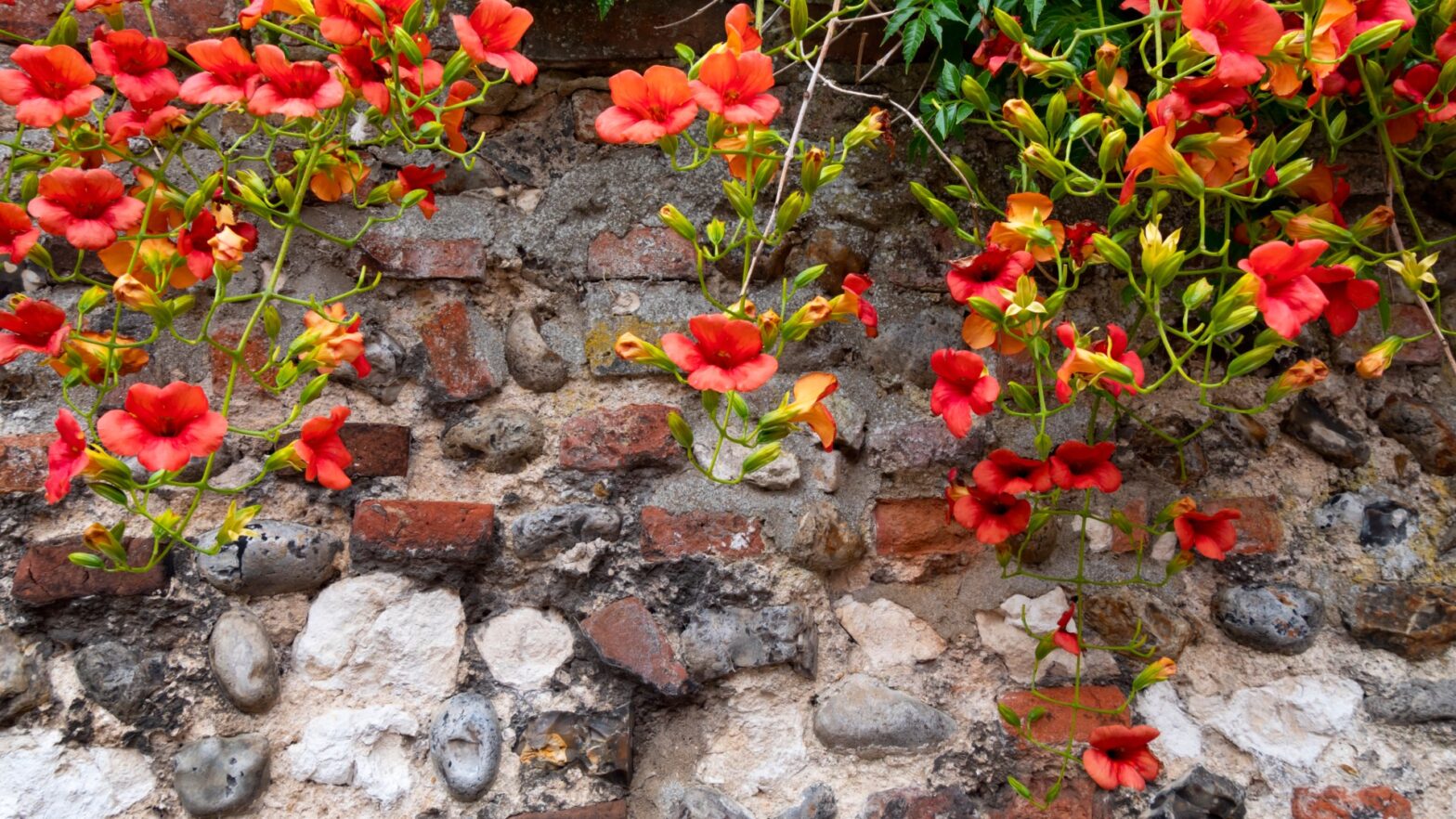 Cover ugly walls or fences with a beautiful, rapidly growing flower - it also gives your garden privacy