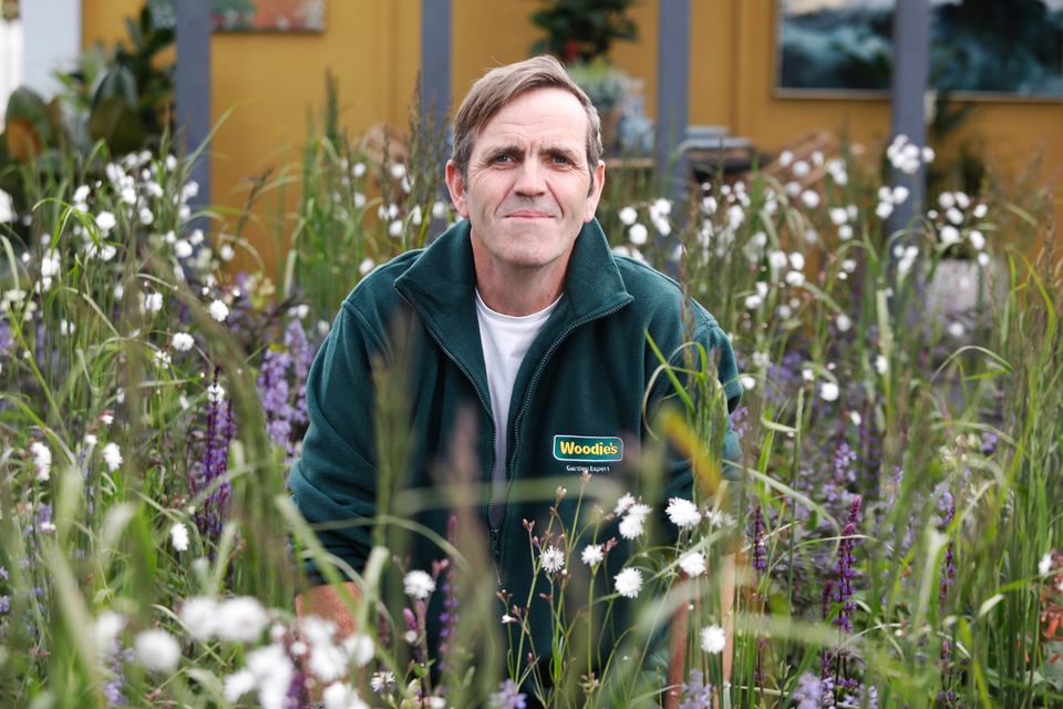 Woodie's garden expert Brian Burke