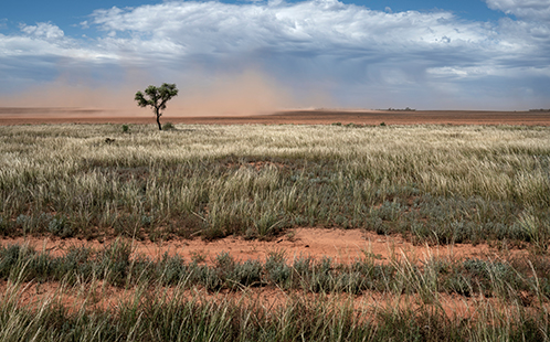 Western secures 5.9 million US dollars for local ground coverage, drought