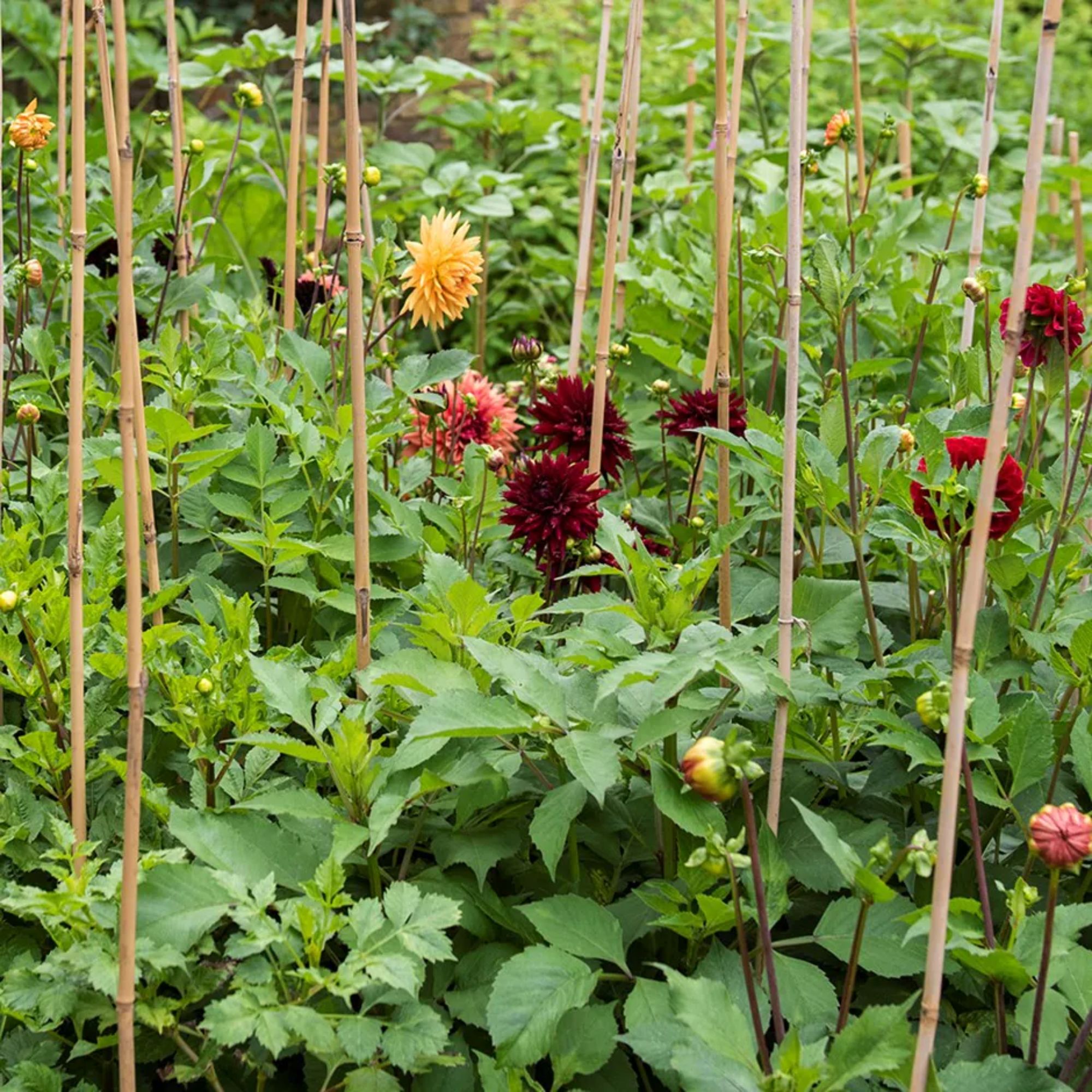 Bamboo skirts can buy from Crocus