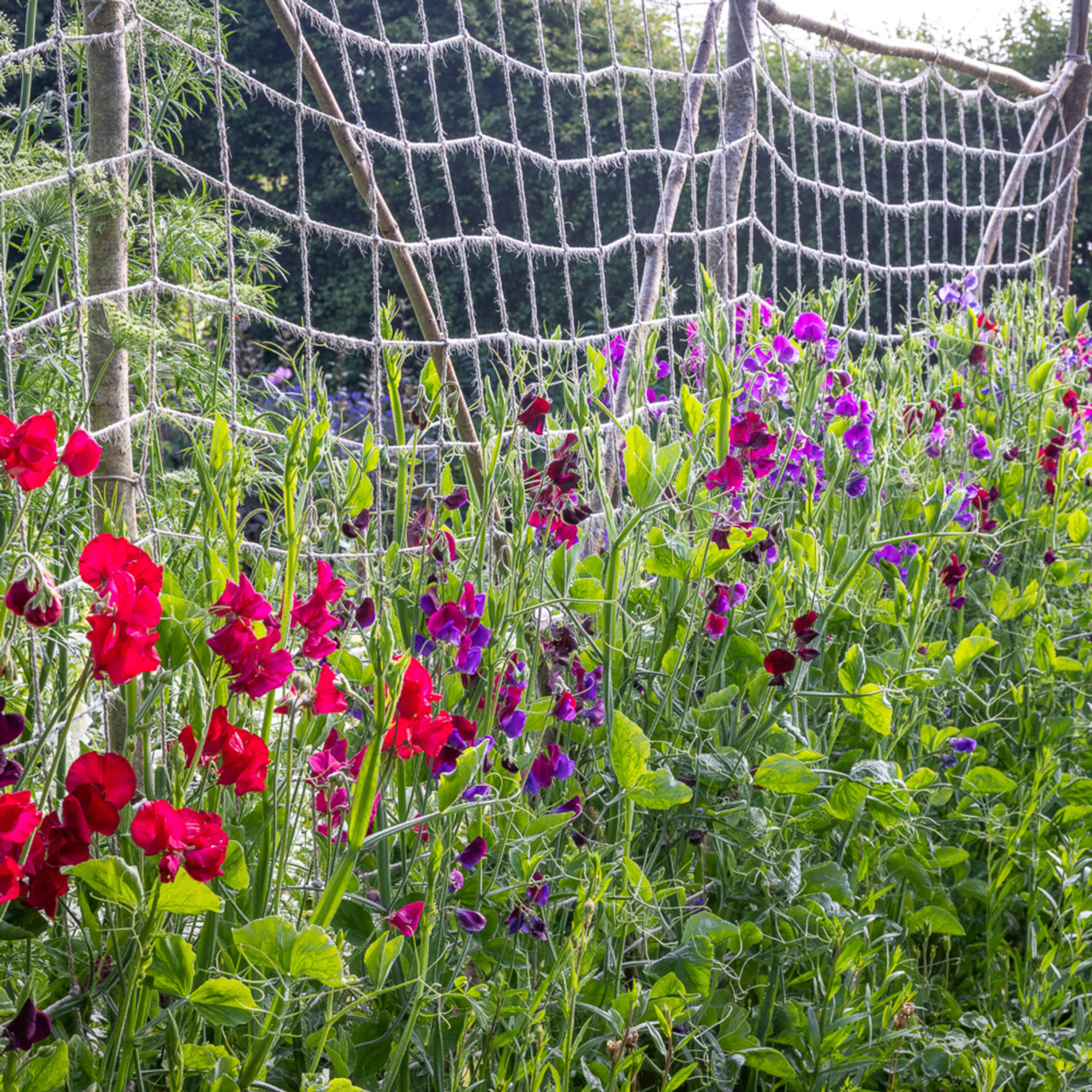 Sarah Raven Jute Netting with sweet peas that growing it up