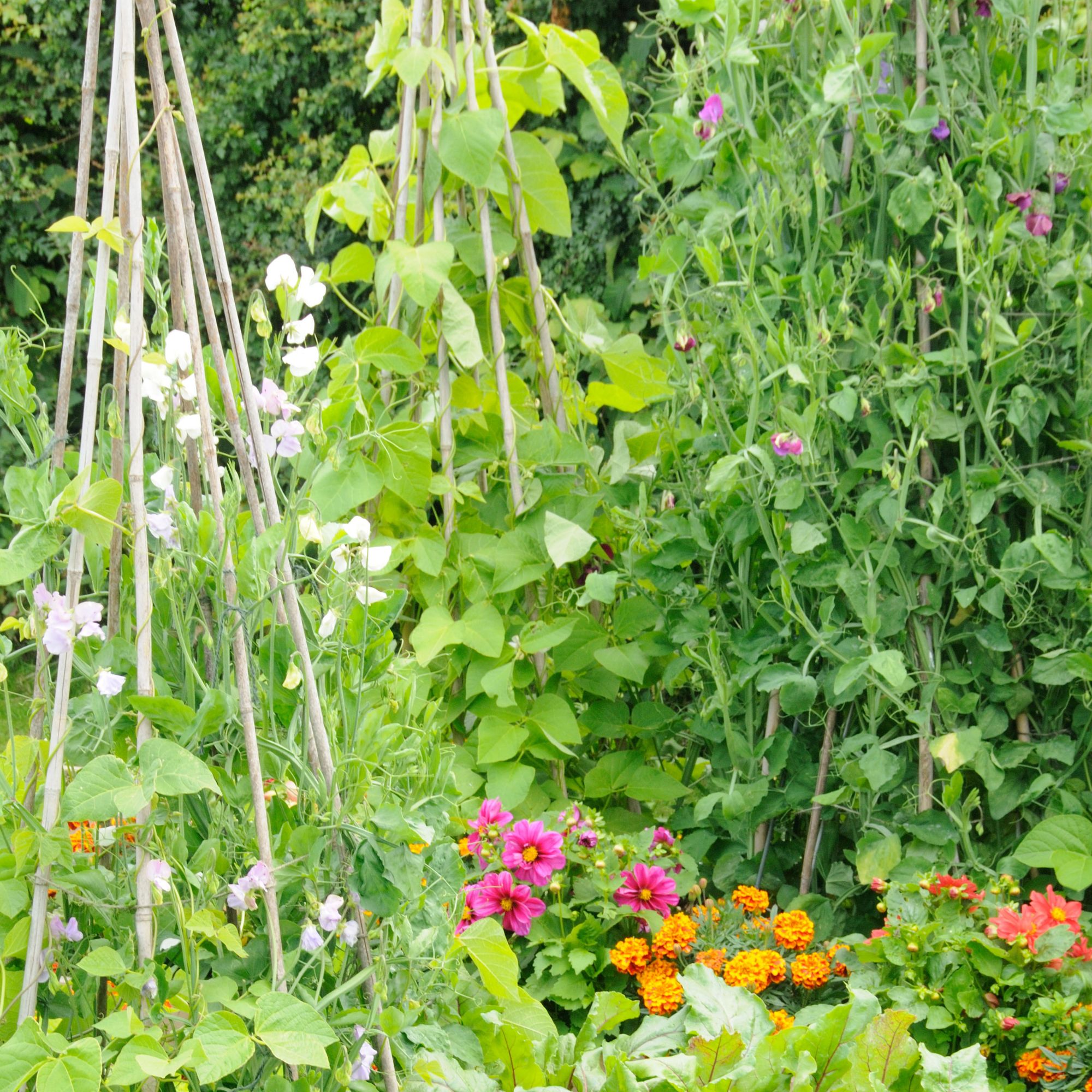 Garden cooking with sweet peas