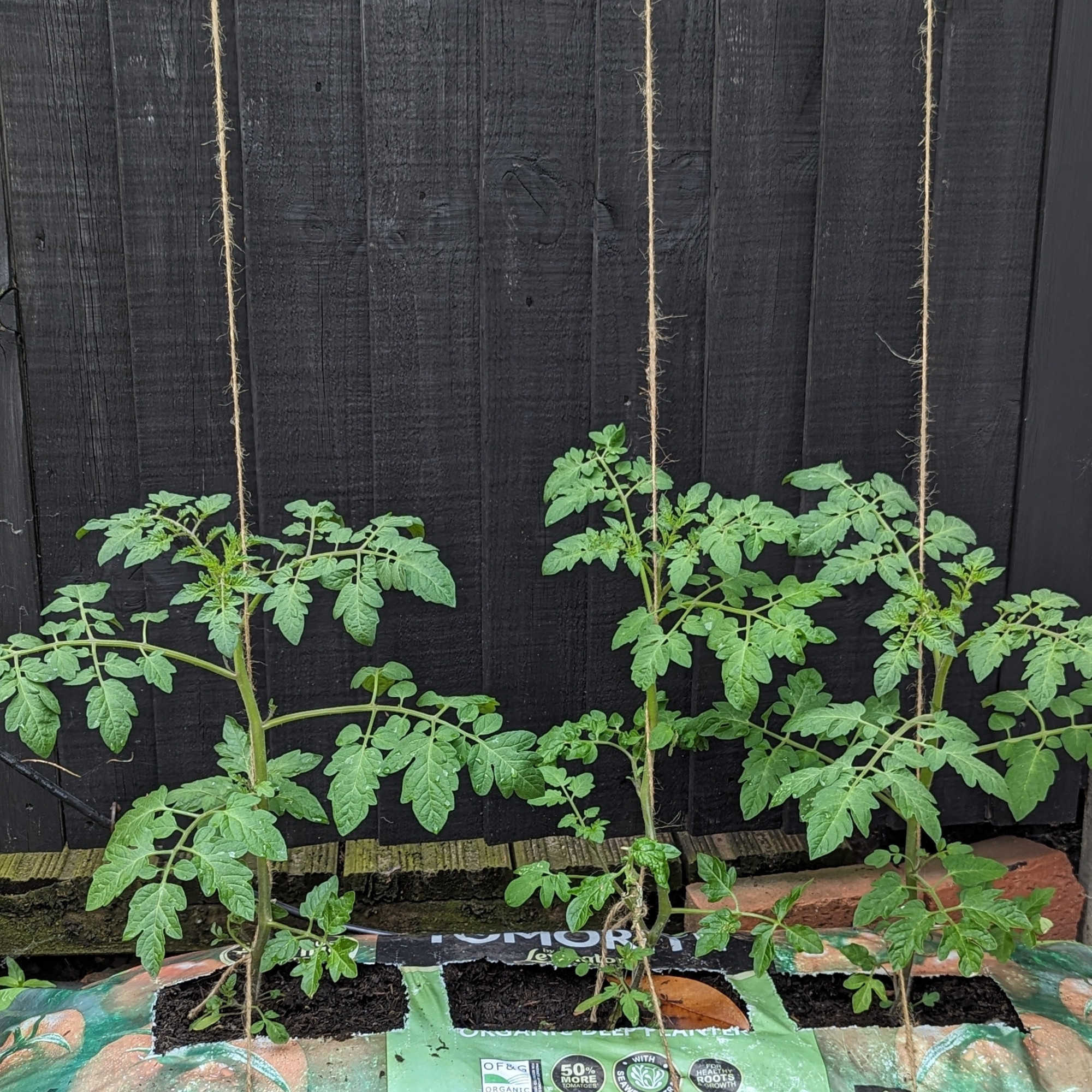 Tomatoes that grow up in a fence