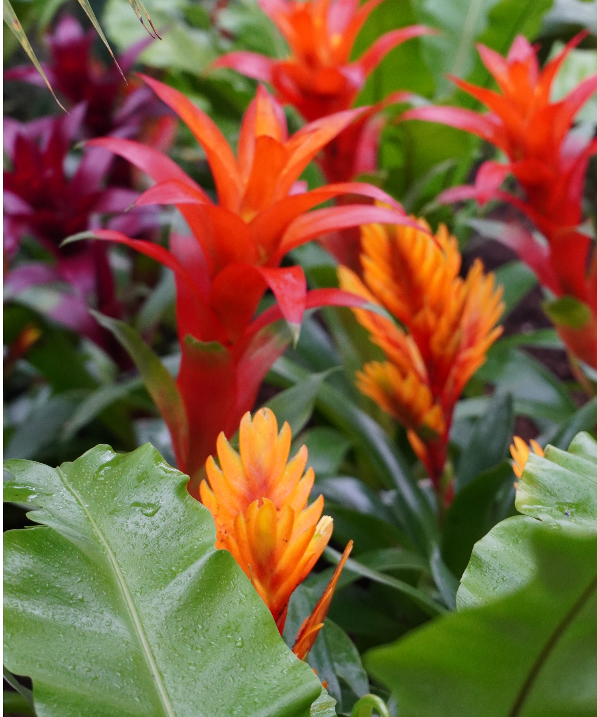 Red bromelia in the Rhs Garden Wisley