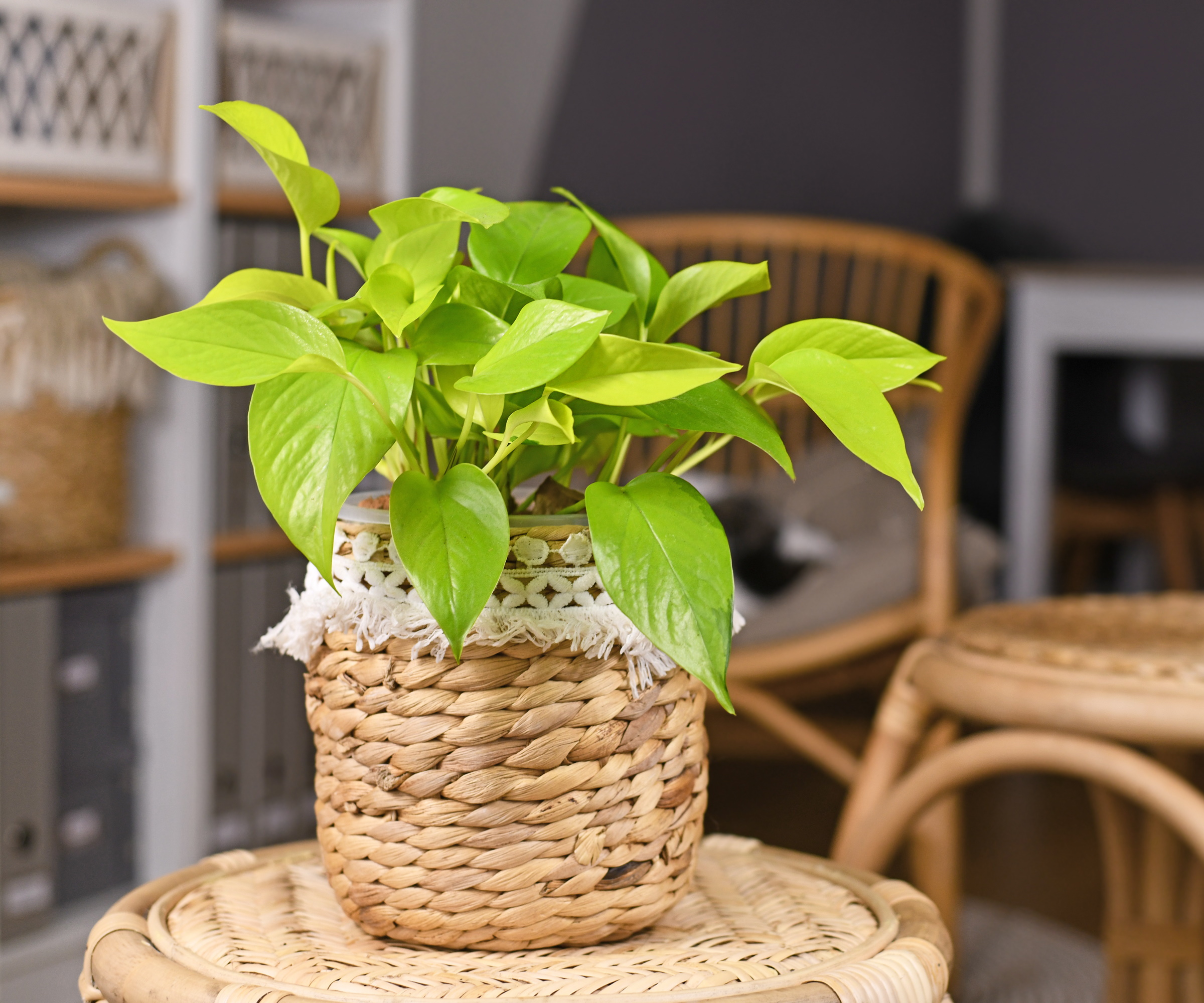 Neon Pothos
