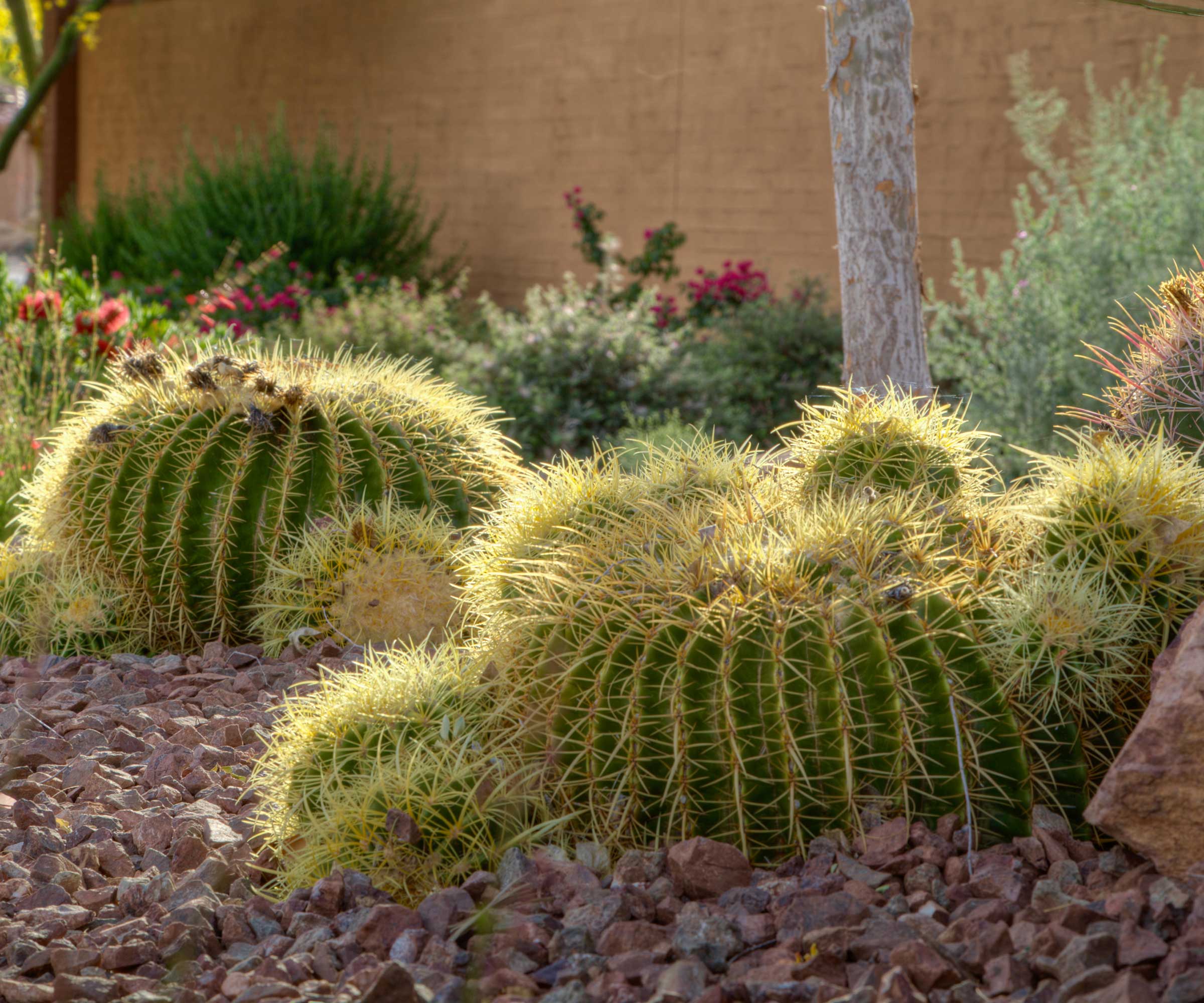 Gravel mulch for cacti