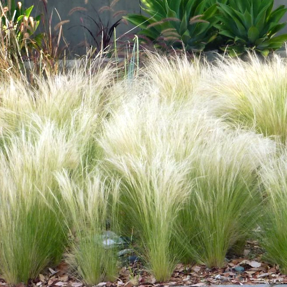 Stipa pony Tails decorative grass.