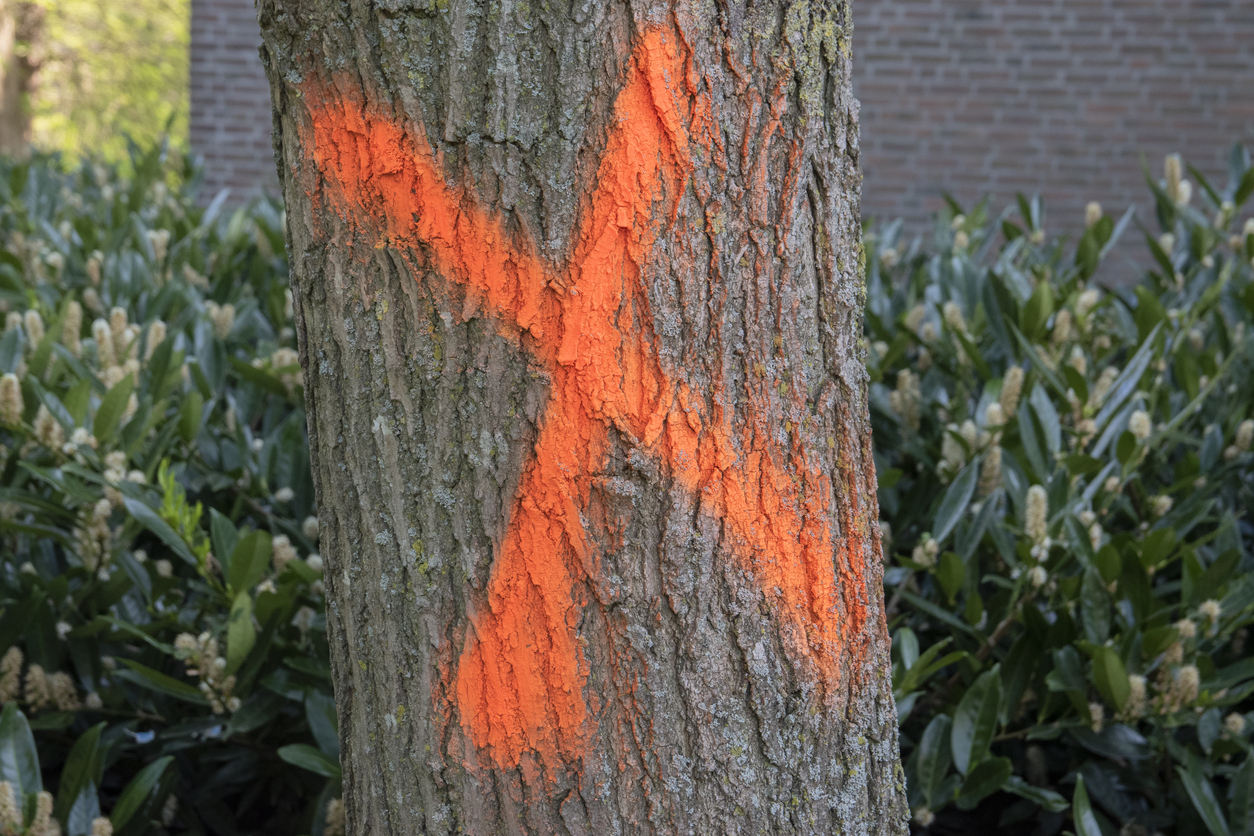 City marking of ashes and hazard trees for removal from autumn 2025