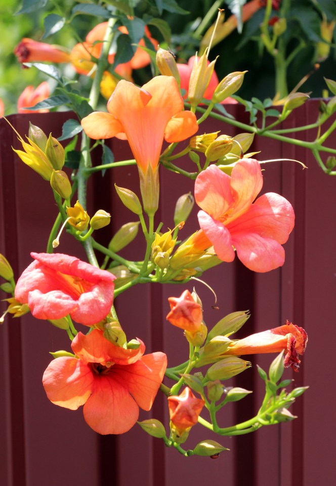 Orange trumpet wine flowers bloom on a vine.