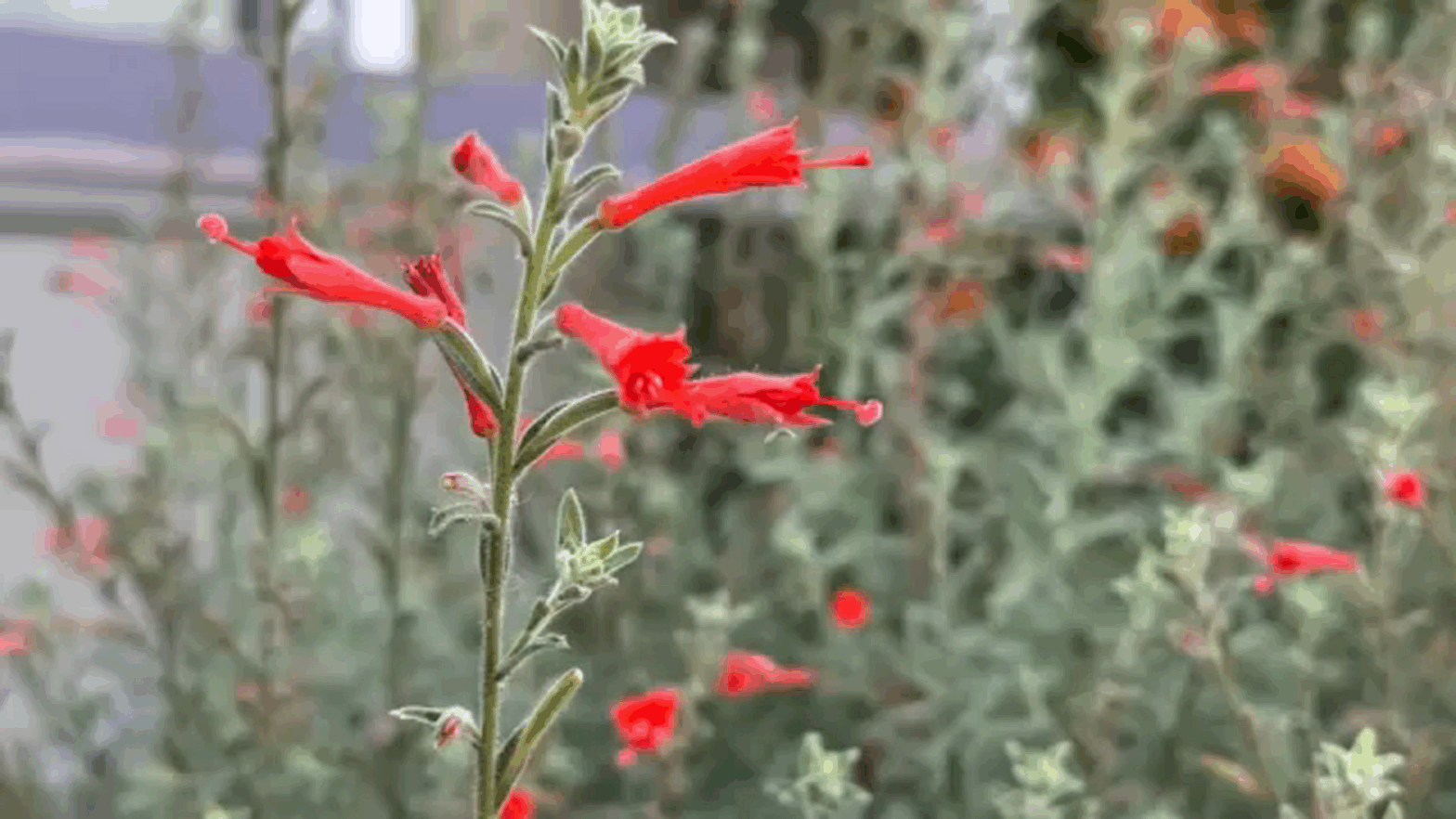 Fresno offers up to $ 3,000 for lawns to garden conversions in the new discount program to promote water protection