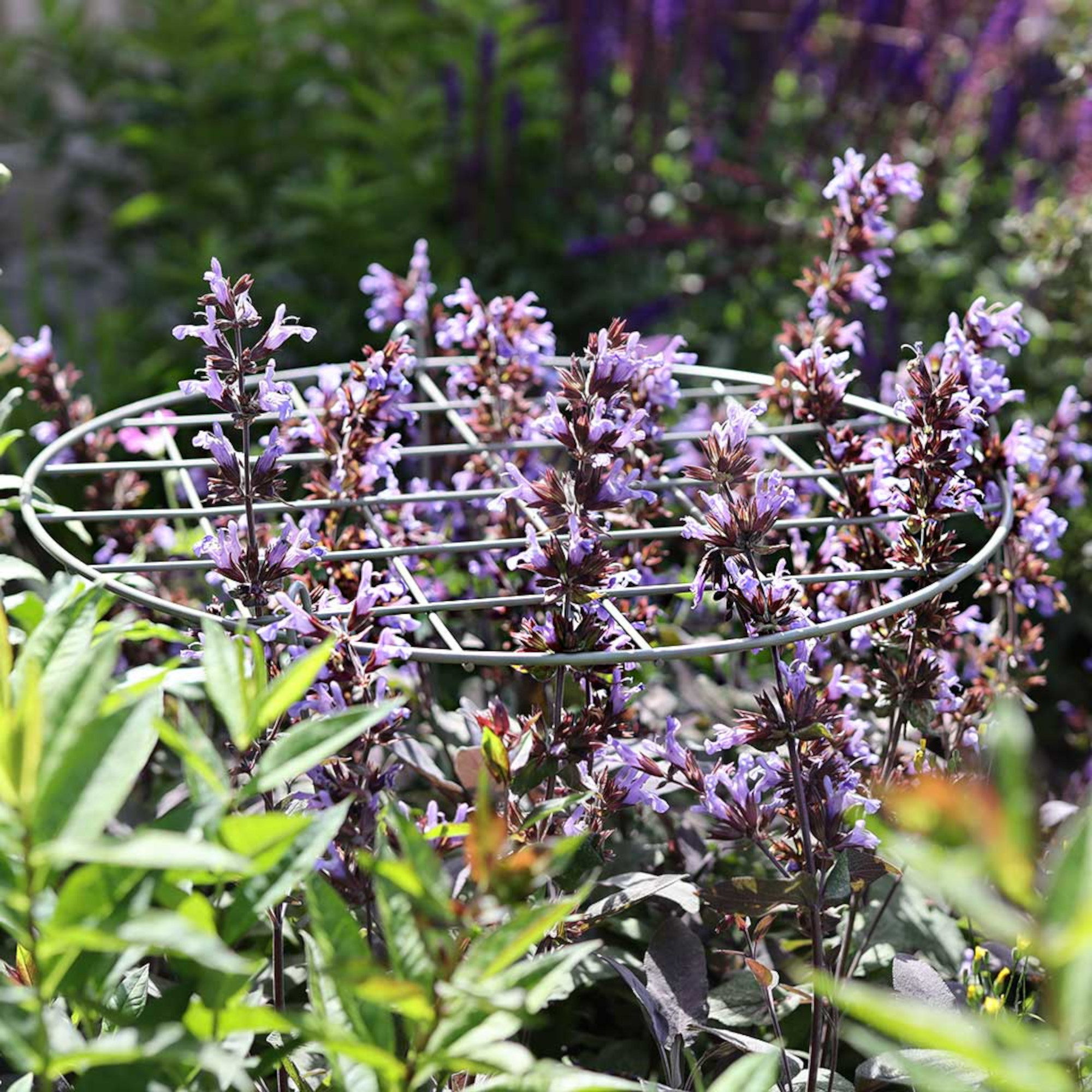 Elegance rounds grow through the frame made of agriframe, with the purple flower plant in a garden grows through it