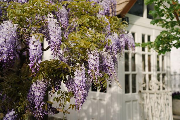 Fround Garde landscape design elements. Lively blooming tree from purple glaes in sunlight.