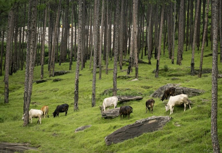 The Nairobi forum combines nature with the promotion of the future of Africa