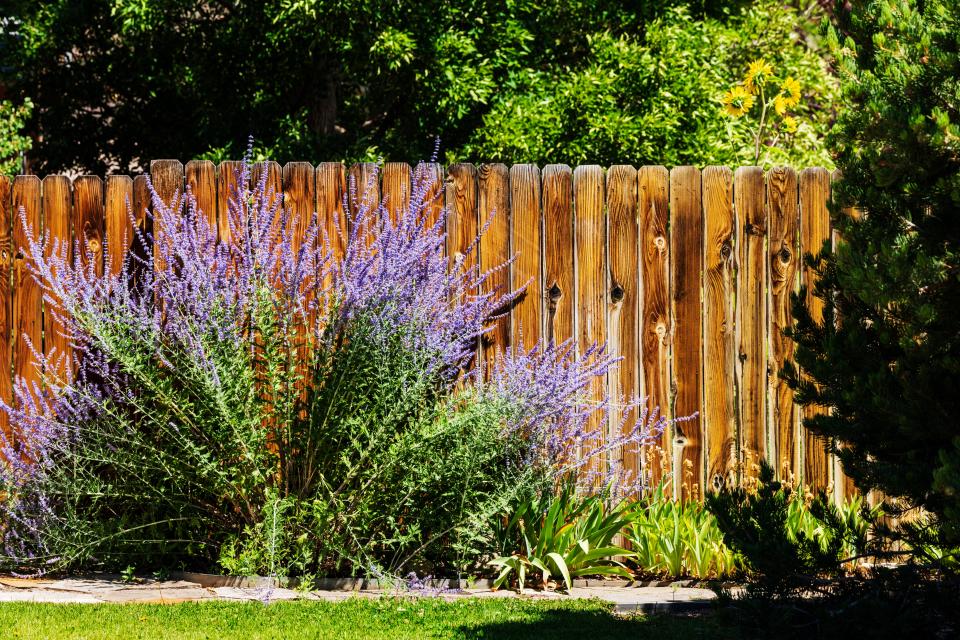 Wbek1f purple sage; Salvia Dortii; growing wooden lamella fence; Salida; Colorado; USA