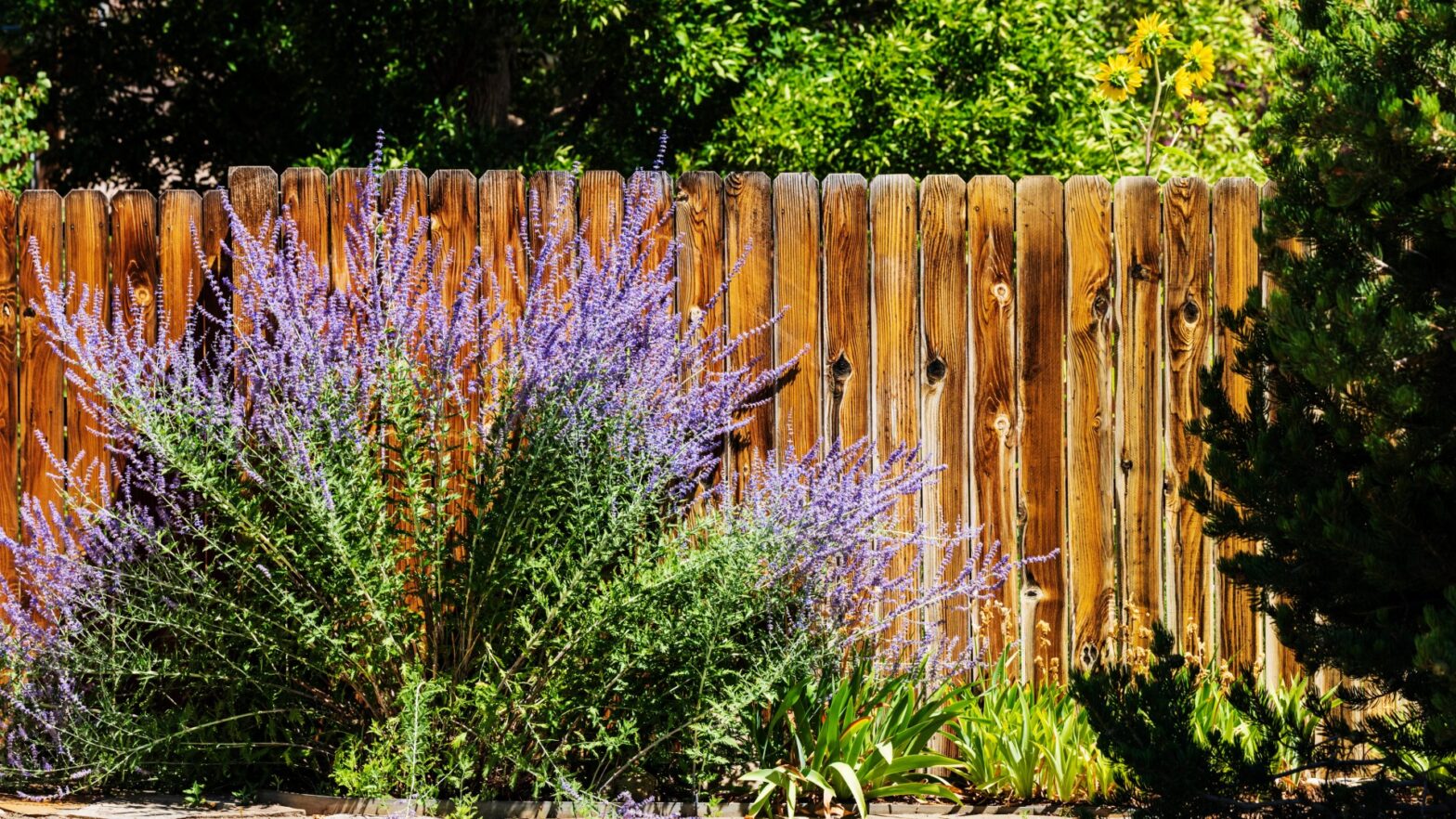 Convert ugly fences and walls into a breathtaking display with B&M's £ 3 'cut to size' - and it also keeps curious neighbors away