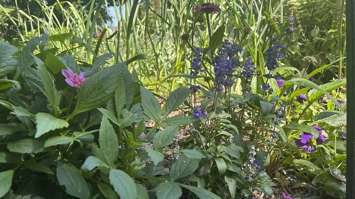 How to turn a small garden into a lush escape