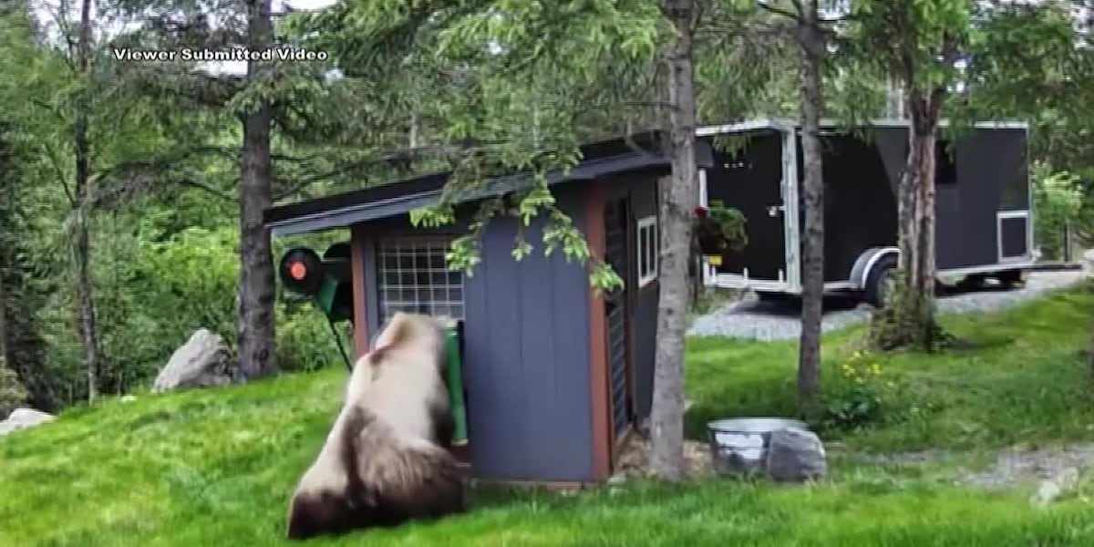The department for fish and play recommend electrical fences while the bears of the bears are continued