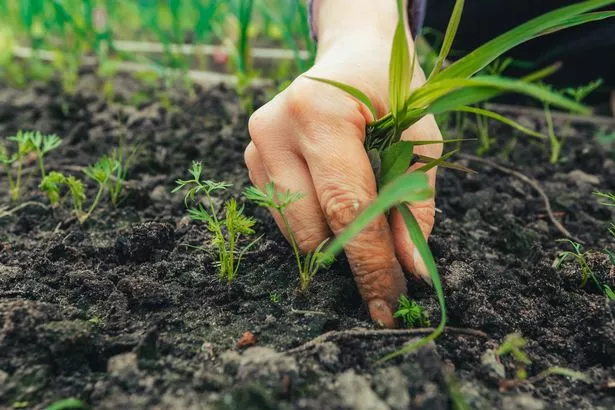 Care of carrot cabbage that grow in a row in the ground. Female hand removes weeds in the garden bed, cultivation of vegetables and agricultural hobby. Rural scene.