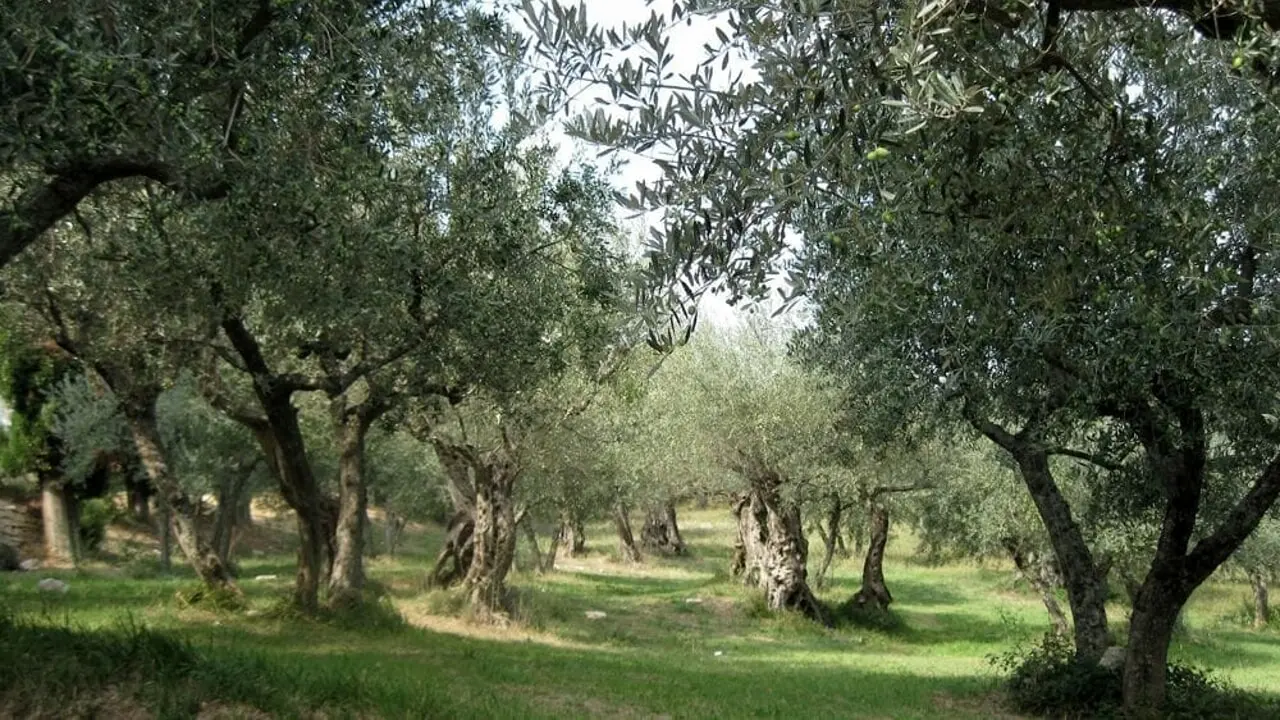 Three different legal restrictions for olive trees: Are they excessive or necessary?