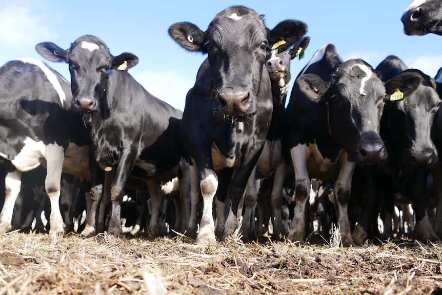 Black and white dairy cows stand in the camera. The grass among them is brown.