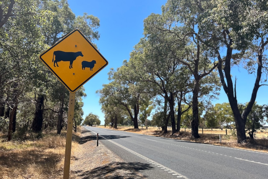 Capel sign, cattle in the paddock, cattle warning sign