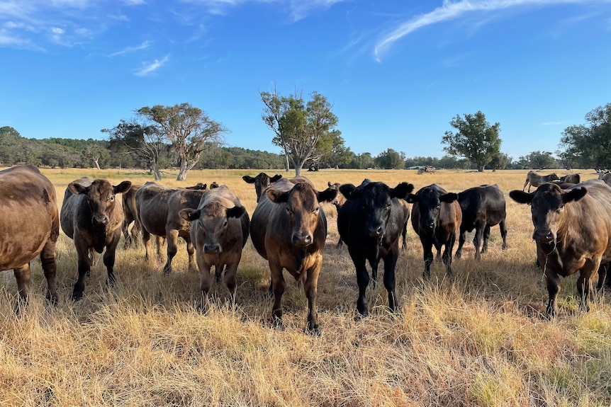 A group of cattle stands in a paddock with a few trees behind it and stares into the camera.