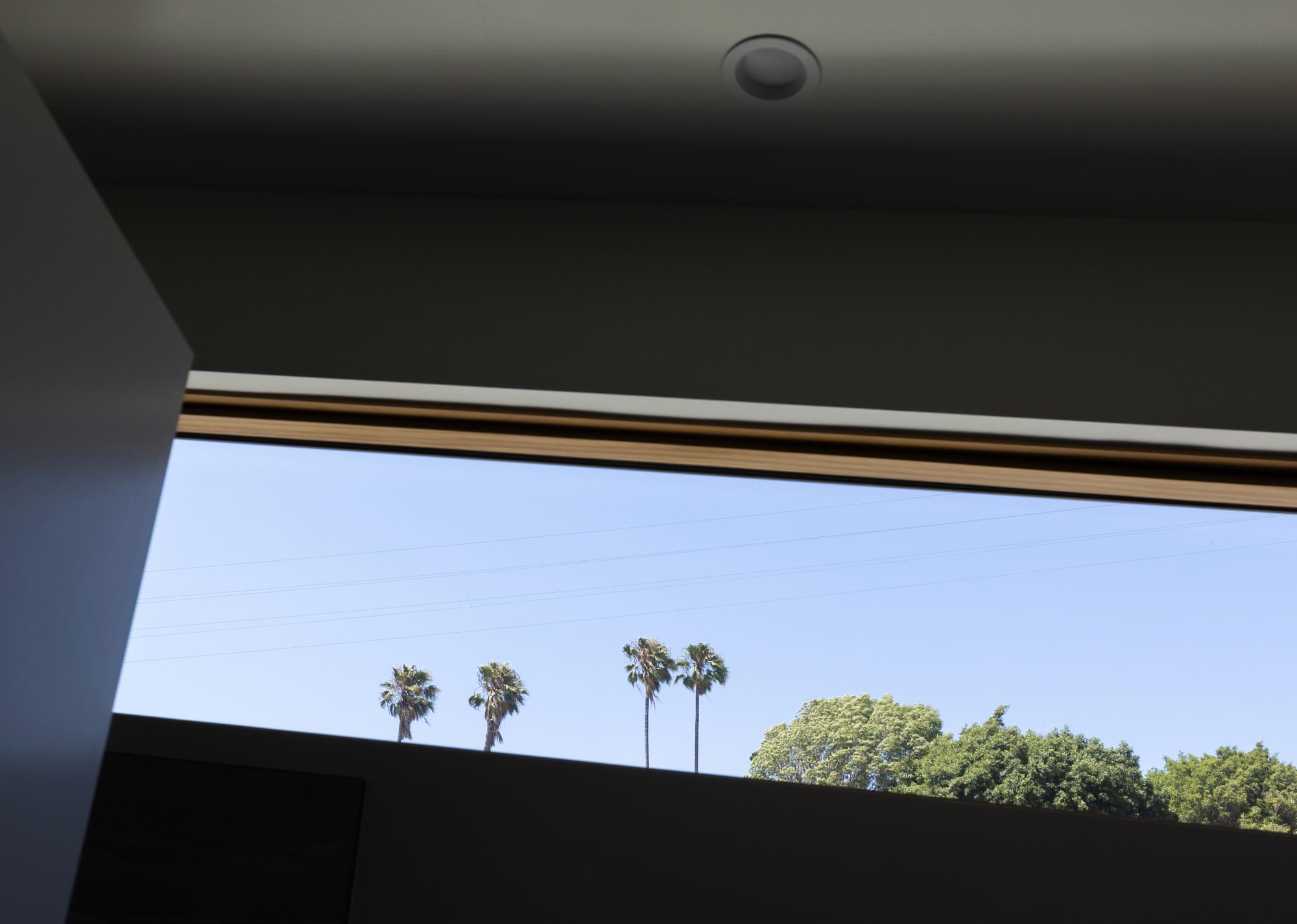 Palms look out of an asymmetrical window.