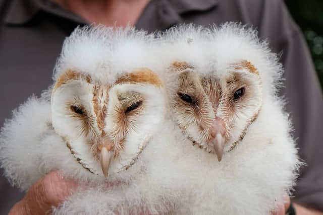 Some of the barn -eulen chicks that have slipped in the Howardian Hills this year.