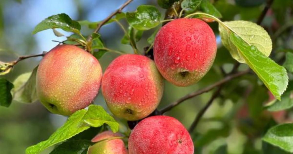 British households with apple trees in the garden risk a fine of 200,000 pounds according to legal proceedings