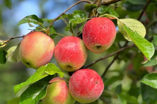 British households with apple trees in the garden risk a fine of 200,000 pounds according to legal proceedings