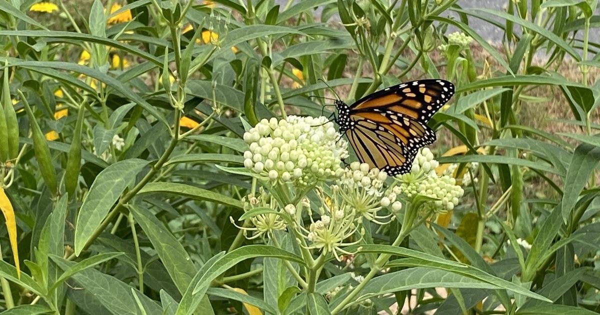 Give rain gardens to help nature | News
