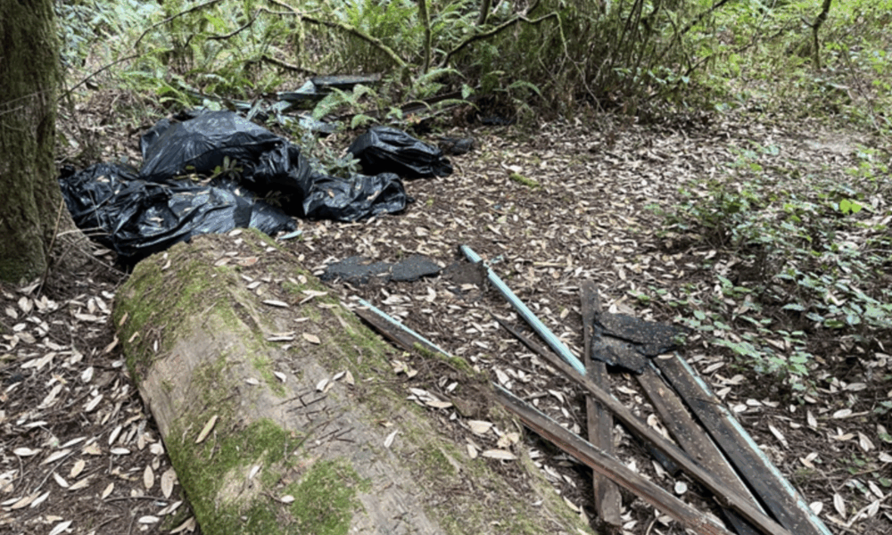 Illegal garbage copy in the Redwood National Park with thrown roof materials - National Enquirer