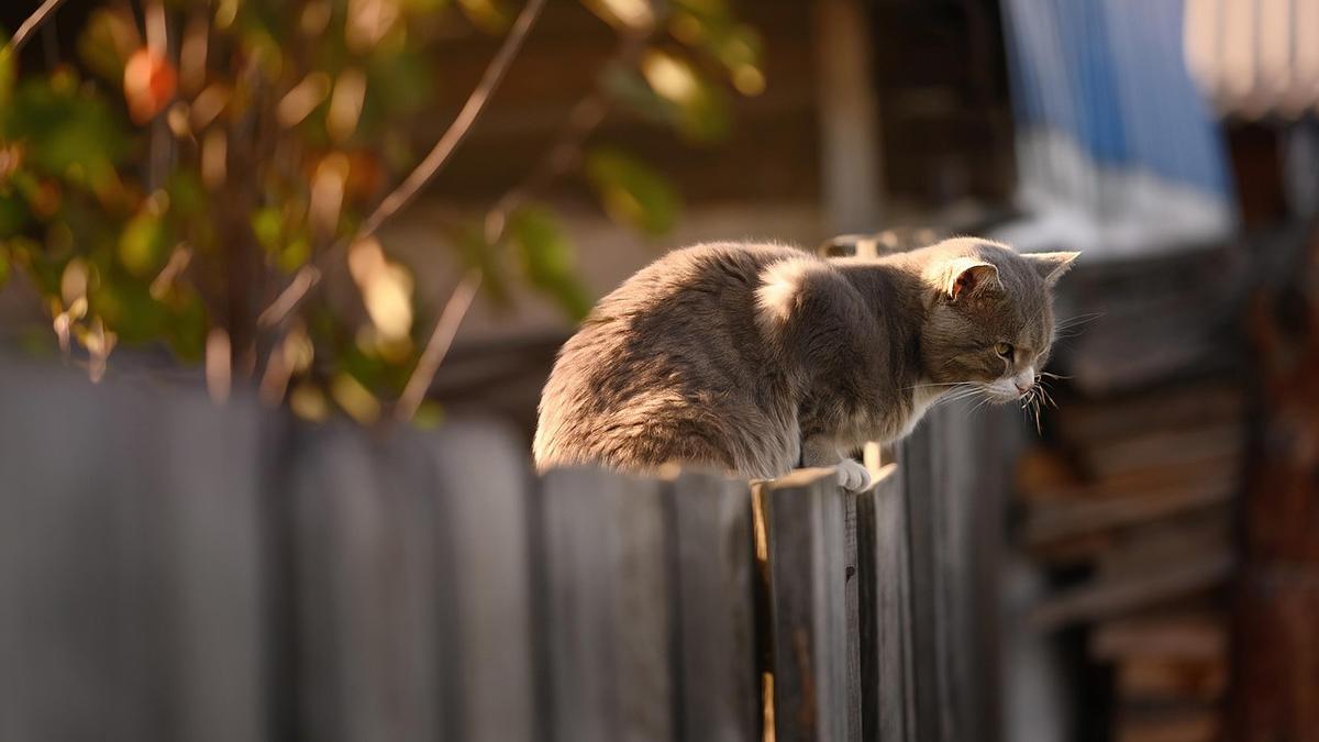 Larger fences in the city of Melville are approved according to new local laws