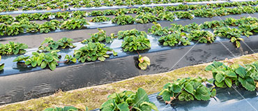 Market plastics market