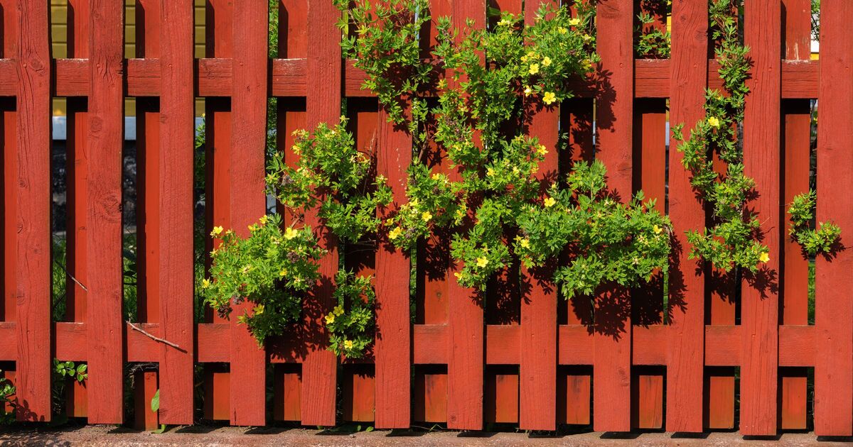 "Neighbor started war after I refused to move my fence" | Strange | News