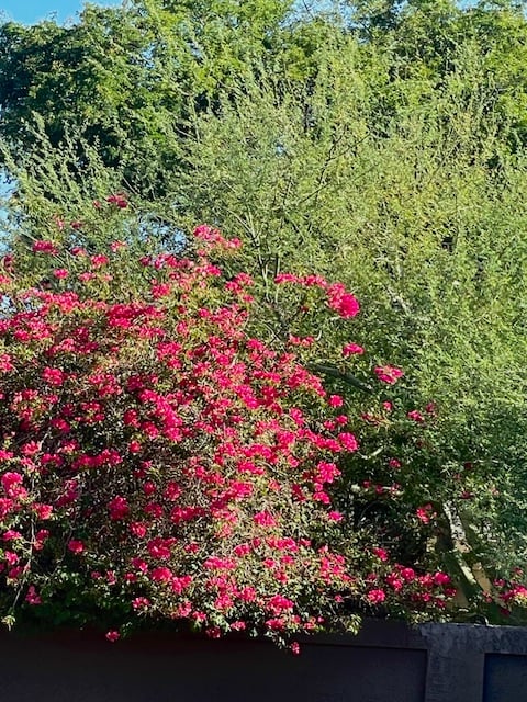 The blogs: fences and neighbors | Vicki Cabot