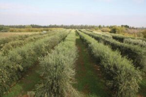 Three different legal restrictions for olive trees: Are they excessive or necessary?