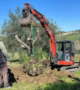 Three different legal restrictions for olive trees: Are they excessive or necessary?