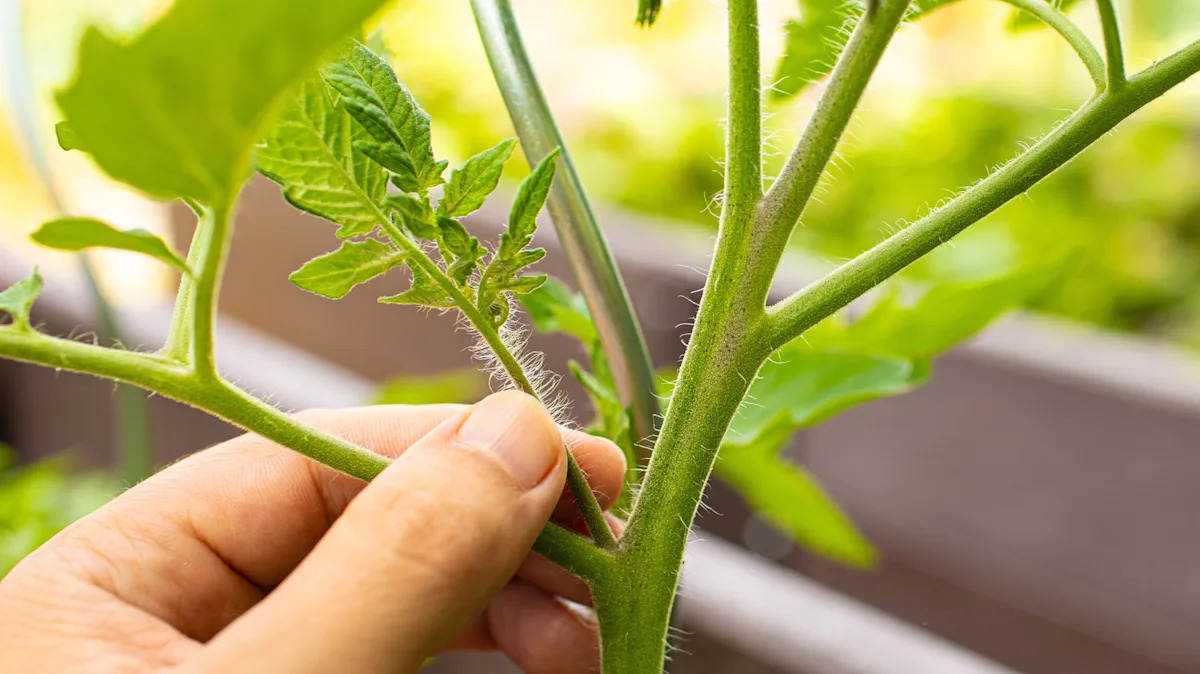 Is it worth pruning your tomato vacuum cleaners? Here is what is to know