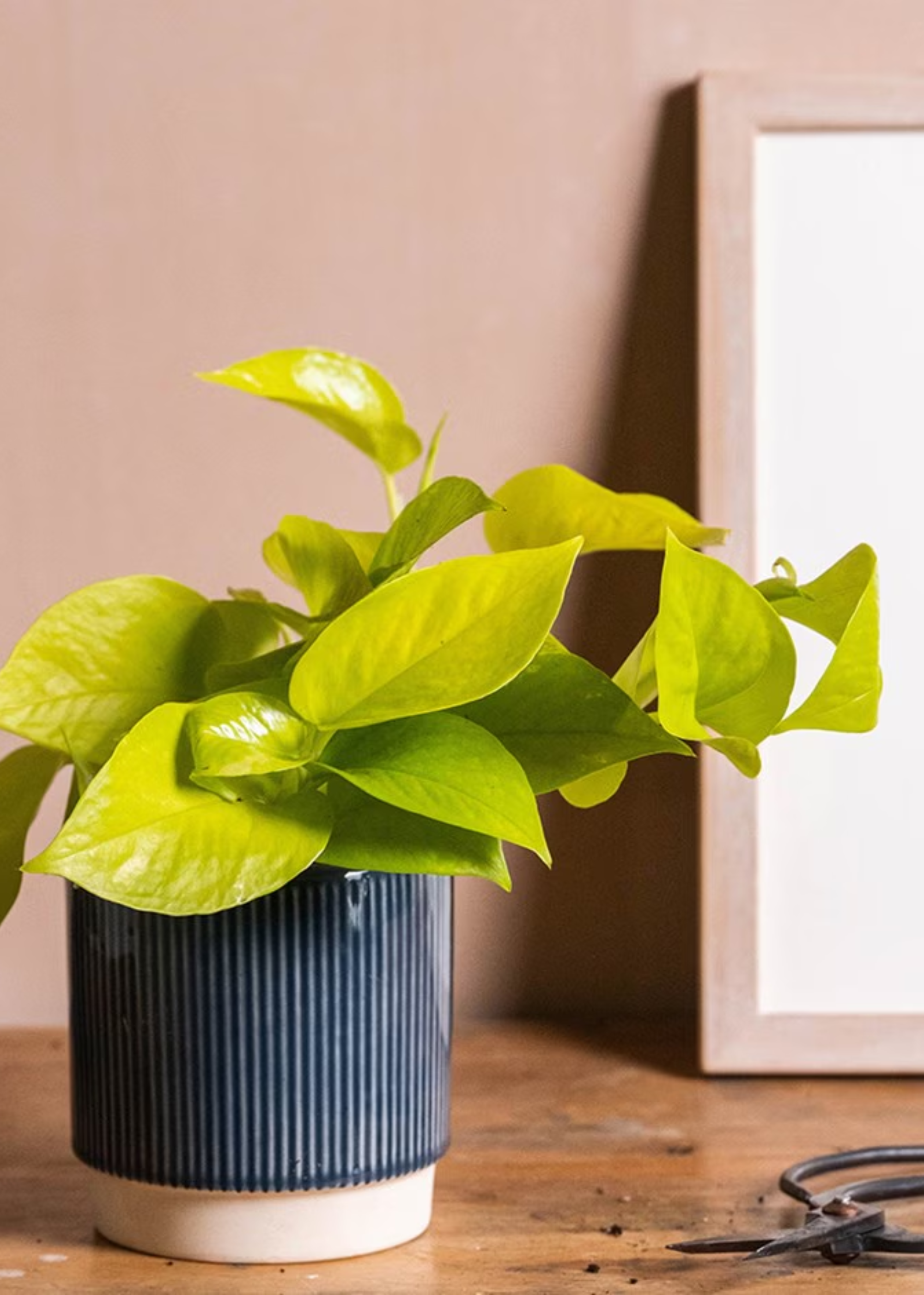 A blue -devoted planter with a white basi