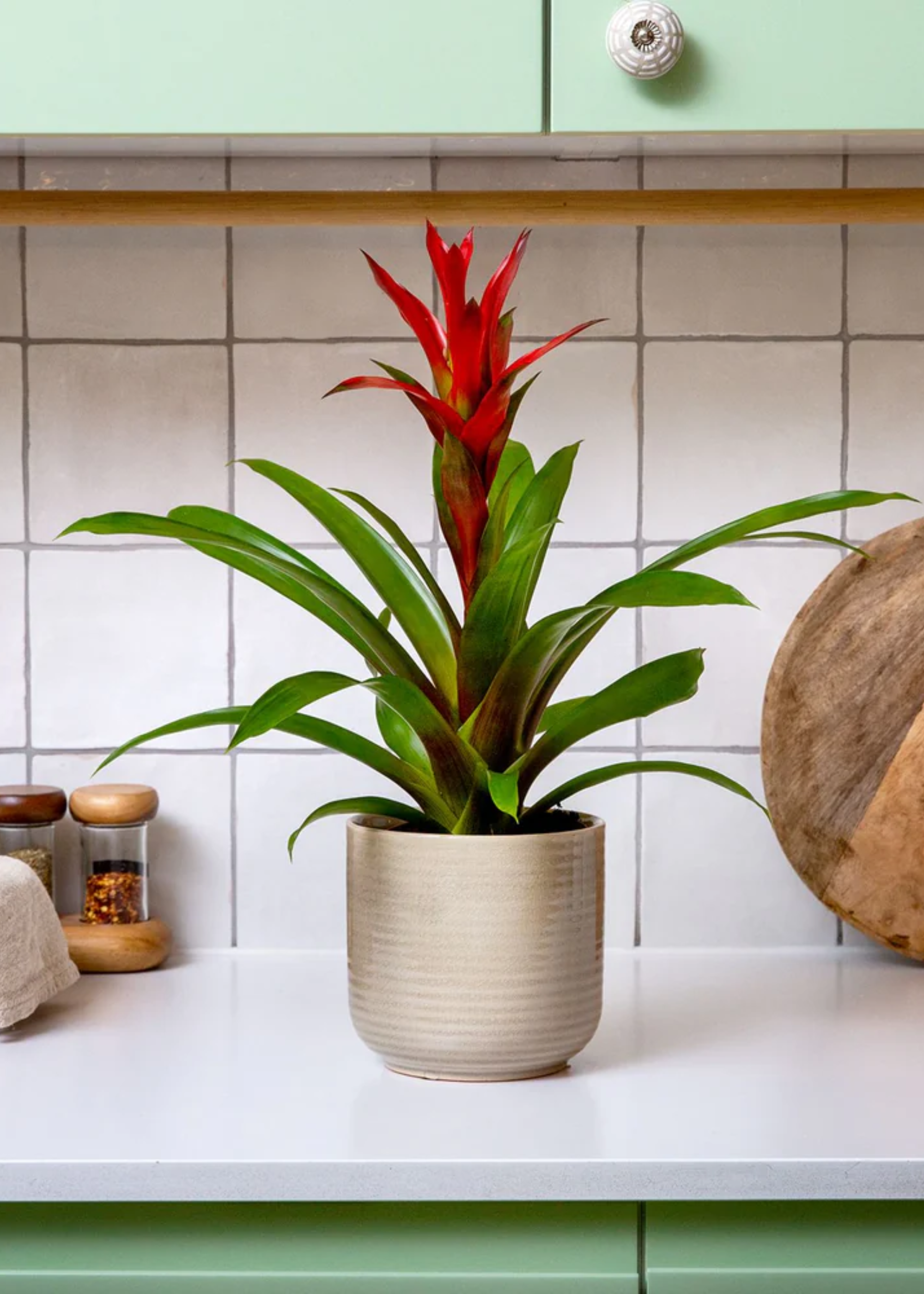 A pot -Guzmania work in a kitchen through a plate with bottle spices and a cutting board