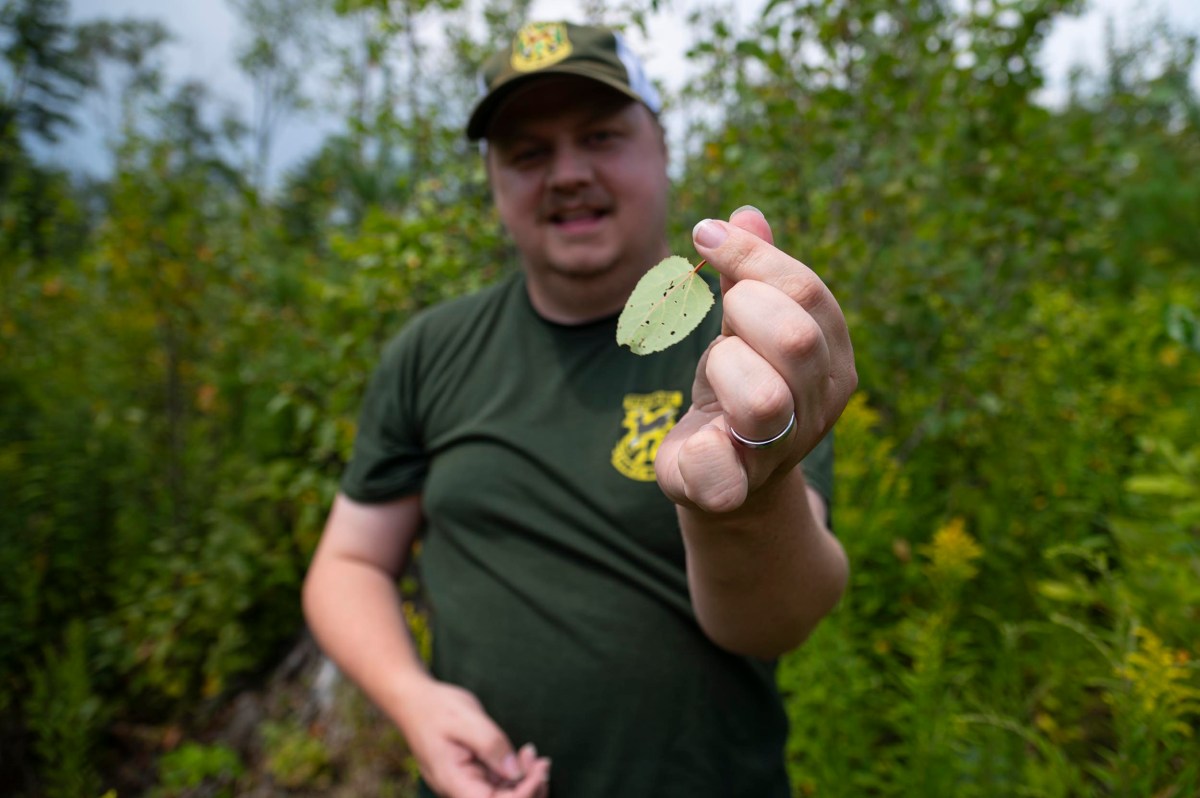 A person in a green shirt and a cap holds a small green leaf with holes while standing outdoors between green leaves.