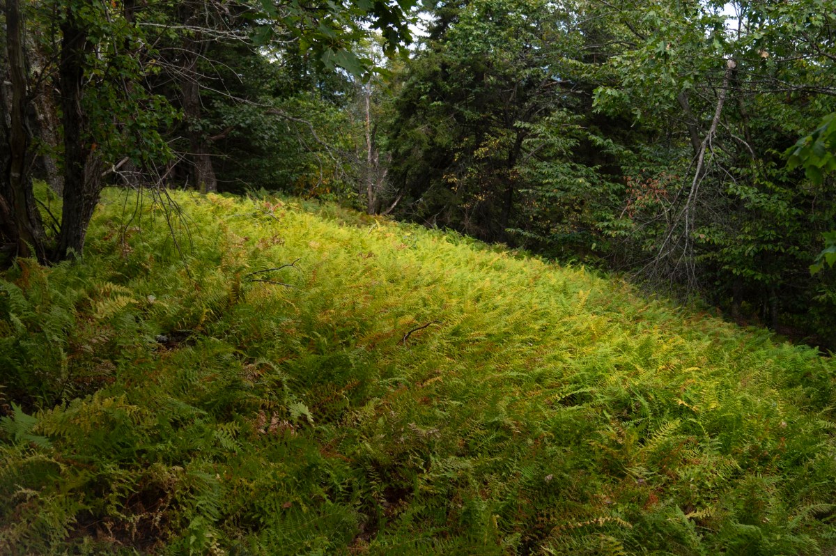 A torn forest that clears ferns with dense green and yellow ferns, surrounded by trees with green leaves with diffuse daylight.
