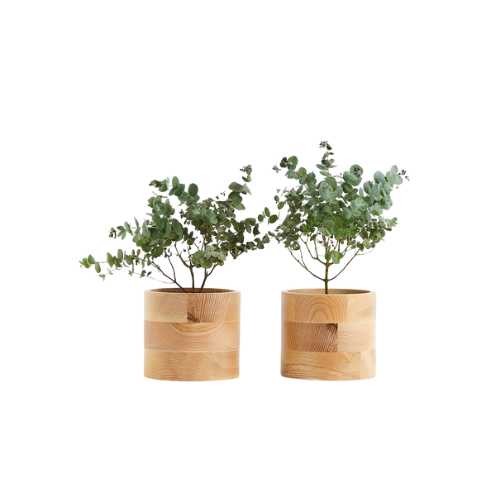 Eucalyptus baby blue - 2 set of 2
