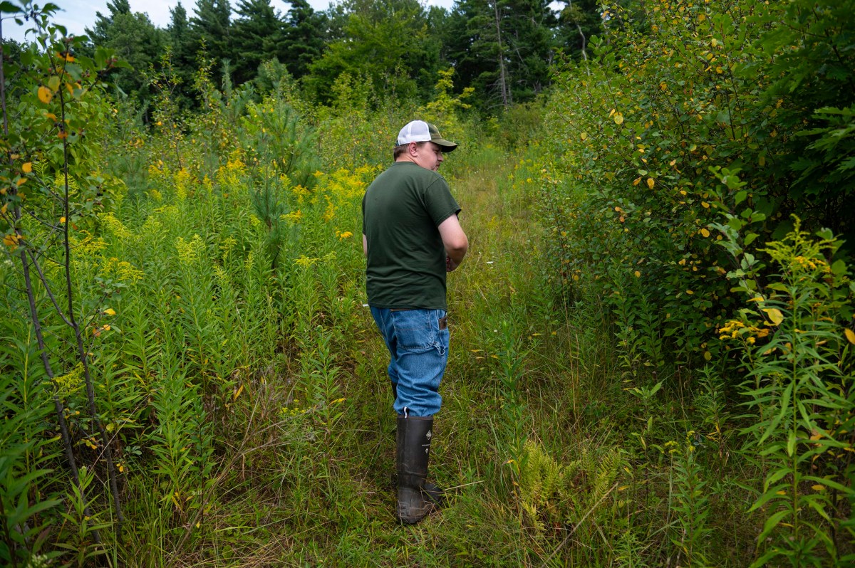 A person in a green shirt, jeans and rubber boots stands on a grassy path, surrounded by dense vegetation and trees that look over their shoulder.